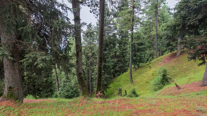 Whispers of pines, shadows of peaks — Yousmarg’s forest holds a quiet song.