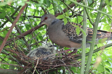 Oriental turtle dove or rufous turtle dove (Streptopelia orientalis orientalis) is a member of the bird family Columbidae. This photo (nesting) was taken in Japan.