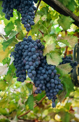 Bunches of ripe grapes for wine production in vineyards. There are large clusters of dark grapes hanging in the garden. Natural background.