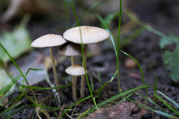 A group of collybia mushrooms growing amidst few stems of grass