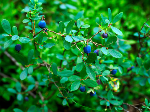 Bor&oacute;wka bagienna, pijanica (Vaccinium uliginosum), zwyczajowo nazywana także łochynią lub włochiną  jest bardzo cenionym owocem dzio rosnącym