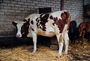 There is a young cow in the barn.A red-brown cow. Animal husbandry, agricultural industry.