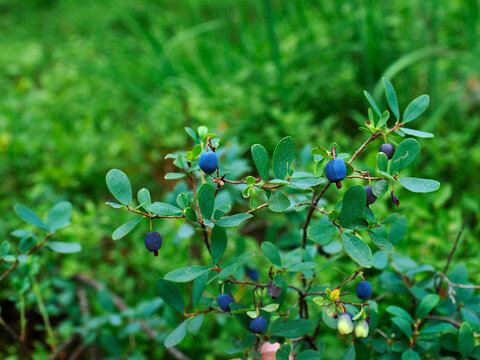 Bor&oacute;wka bagienna, pijanica (Vaccinium uliginosum), zwyczajowo nazywana także łochynią lub włochiną  jest bardzo cenionym owocem dzio rosnącym