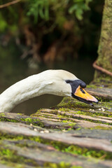 A close-up of a swan with its long neck extended, pecking at food on a moss-covered wooden surface near the water