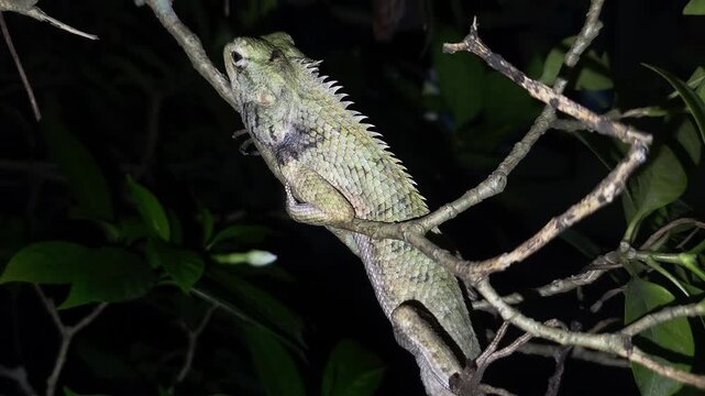 Indian Garden Lizard between tree branches at night.