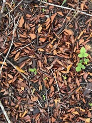 A close-up of dried leaves scattered on the ground, with a touch of fresh green foliage adding contrast and vibrancy to the background. 