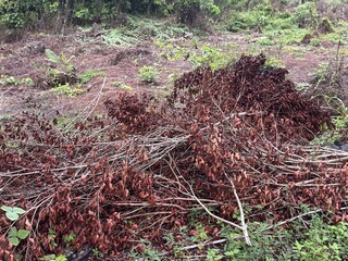 A pile of dried leaves gathered in one spot, prepared for burning, set against a backdrop of freshly cleared undergrowth. The scene reflects rural routines of land maintenance and the natural cycle of
