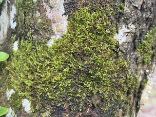 A close-up view of moss growing on the surface of a large tree trunk, showcasing its delicate green texture and natural patterns. This tiny plant thrives in damp, shaded environments, adding a vivid t