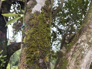 A tree trunk covered in vibrant green moss, commonly found in the tropical forests of Asia. The close-up detail showcases rich natural textures and the lush beauty of humid, untouched environments.