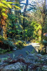 A peaceful forest pathway lined with native ferns