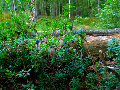 Bor&oacute;wka bagienna, pijanica (Vaccinium uliginosum), zwyczajowo nazywana także łochynią lub włochiną  jest bardzo cenionym owocem dzio rosnącym