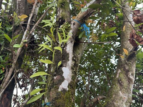 A tree trunk covered in lush green moss stands surrounded by a cluster of &ldquo;money plant&rdquo; leaves, locally known in Malaysia as pokok duit, natural textures and vibrant greenery highlight. 