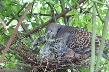 Oriental turtle dove or rufous turtle dove (Streptopelia orientalis orientalis) is a member of the bird family Columbidae. This photo (nesting) was taken in Japan.