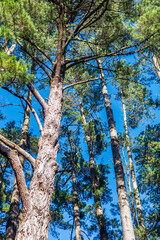 Towering pine trees stretching upwards into a bright blue sky in a peaceful forest setting