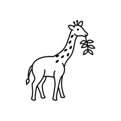Illustration of a giraffe standing with a branch in its mouth in black and white simple line drawing style on transparent background
