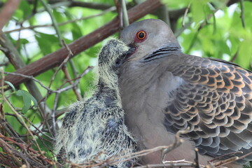 Oriental turtle dove or rufous turtle dove (Streptopelia orientalis orientalis) is a member of the bird family Columbidae. This photo (nesting) was taken in Japan.