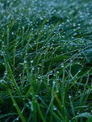 dew on grass macro shot
