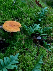 Wild mushroom growing in green moss on the forest floor. Close-up nature photography of a single mushroom surrounded by soft moss in woodland. Natural autumn forest scene with edible fungus in its hab
