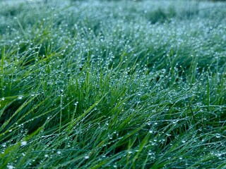 dew on grass macro shot