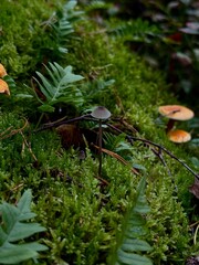 Wild mushroom growing in green moss on the forest floor. Close-up nature photography of a single mushroom surrounded by soft moss in woodland. Natural autumn forest scene with edible fungus in its hab