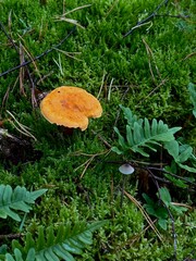 Wild mushroom growing in green moss on the forest floor. Close-up nature photography of a single mushroom surrounded by soft moss in woodland. Natural autumn forest scene with edible fungus in its hab