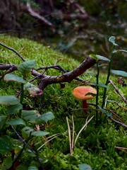 Wild mushroom growing in green moss on the forest floor. Close-up nature photography of a single mushroom surrounded by soft moss in woodland. Natural autumn forest scene with edible fungus in its hab