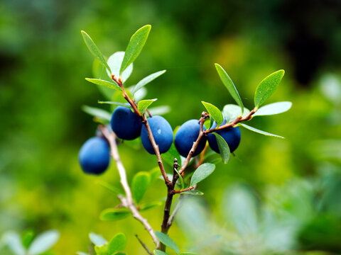 Bor&oacute;wka bagienna, pijanica (Vaccinium uliginosum), zwyczajowo nazywana także łochynią lub włochiną  jest bardzo cenionym owocem dzio rosnącym
