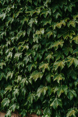 Lush green ivy covering a wall in an urban setting during a sunny afternoon