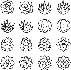 Succulent Collection: A carefully curated assortment of exquisite, monochrome succulent illustrations showcases a diverse range of textures, forms, and botanical charm.