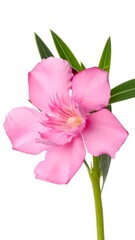 Delicate pink flower with vibrant petals and slender stem against a stark white background