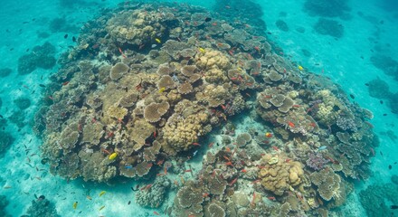 Underwater coral reef ecosystem vibrant colors marine life aquatic habitat diverse ocean environment