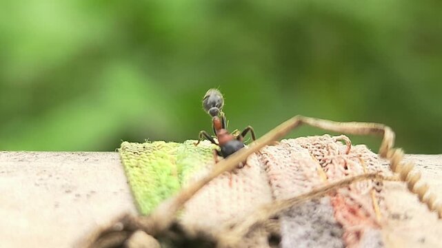 Indian Bi-coloured Arboreal Ant (Tetraponera rufonigra)
