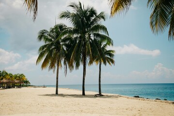 palm trees on the beach