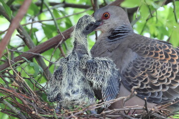 Oriental turtle dove or rufous turtle dove (Streptopelia orientalis orientalis) is a member of the bird family Columbidae. This photo (nesting) was taken in Japan.
