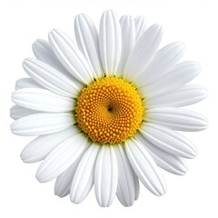 Close-up of a single white daisy with a yellow center