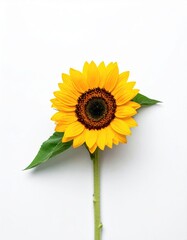 Single sunflower head with leaves on white background