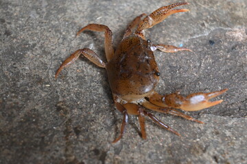 Barytelphusa cunicularis crab. It is a common species of freshwater crab found in India. It is found in large quantities in rice fields during the monsoon season in India. Edible red crab.
