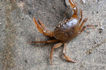 Barytelphusa cunicularis crab. It is a common species of freshwater crab found in India. It is found in large quantities in rice fields during the monsoon season in India. Edible red crab.
