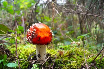 mushrooms in the forest