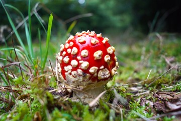 mushrooms in the forest