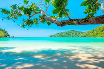 tropical beach with palm trees