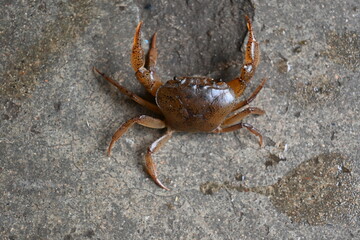 Barytelphusa cunicularis crab. It is a common species of freshwater crab found in India. It is found in large quantities in rice fields during the monsoon season in India. Edible red crab.

