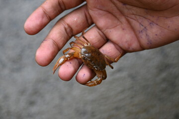 Barytelphusa cunicularis crab. It is a common species of freshwater crab found in India. It is found in large quantities in rice fields during the monsoon season in India. Edible red crab.
