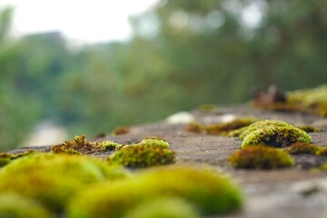 moss on stone