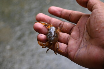 Barytelphusa cunicularis crab. It is a common species of freshwater crab found in India. It is found in large quantities in rice fields during the monsoon season in India. Edible red crab.
