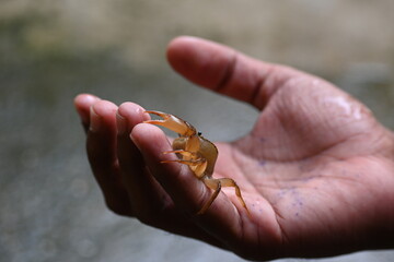 Barytelphusa cunicularis crab. It is a common species of freshwater crab found in India. It is found in large quantities in rice fields during the monsoon season in India. Edible red crab.
