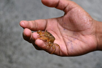 Obraz premium Barytelphusa cunicularis crab. It is a common species of&nbsp;freshwater crab&nbsp;found in&nbsp;India. It is found in large quantities in rice fields during the monsoon season in India. Edible red crab. 