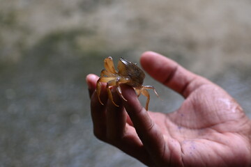 Barytelphusa cunicularis crab. It is a common species of freshwater crab found in India. It is found in large quantities in rice fields during the monsoon season in India. Edible red crab.
