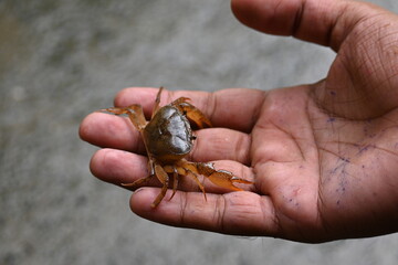 Barytelphusa cunicularis crab. It is a common species of freshwater crab found in India. It is found in large quantities in rice fields during the monsoon season in India. Edible red crab.
