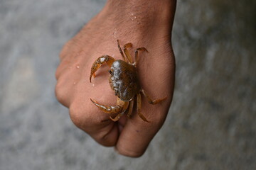 Barytelphusa cunicularis crab. It is a common species of freshwater crab found in India. It is found in large quantities in rice fields during the monsoon season in India. Edible red crab.
